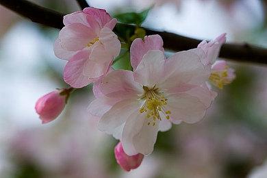 恋爱系经营模拟游戏《芙哇芙哇女仆咖啡厅》现已在Steam平台推出试玩Demo